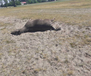 Tajemnicza śmierć 11 koni! Dramatyczne wydarzenia na pastwisku w powiecie kolskim
