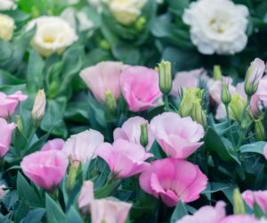Eustoma