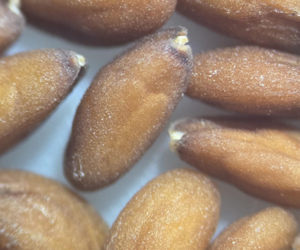 Nasiona z Maciejowa po locie w kosmos