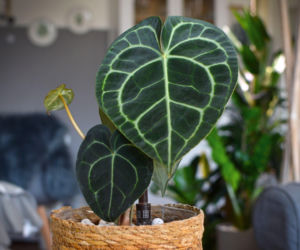 Anthurium clarinervium