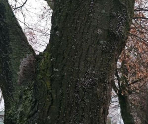 Pluskwiaki zimują na poznańskich lipach