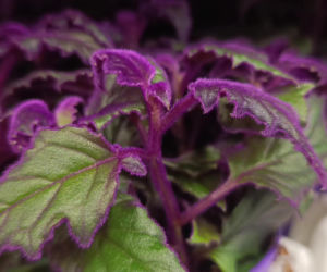 Festiwal Roślin w Enea Arenie