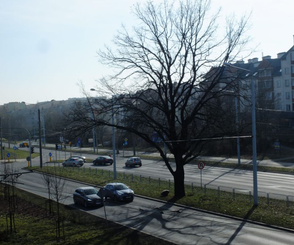 Lubelski dąb ma szanse stać się Drzewem Roku 2021. Jego historia urzeka