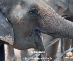 Tak ćwiczy Maria Prażuch-Prokop. Zakochana w Tajlandii była żona Prokopa wyciska tam siódme poty!