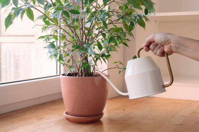 Podlewanie fikusa benjamina