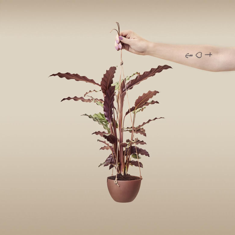 Kalatea falistolistna (Calathea rufibarba)