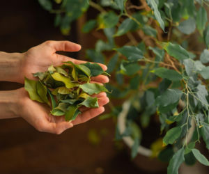 Dlaczego u fikusa benjamina opadają liście? Sprawdź!
