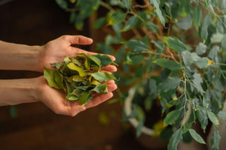Fikus benjamin: jak dbać o roślinę, by ograniczyć opadanie liści zimą?