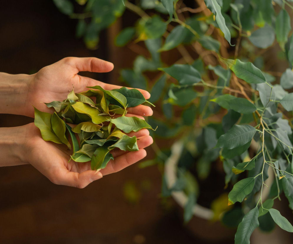 Dlaczego u fikusa benjamina opadają liście? Sprawdź!