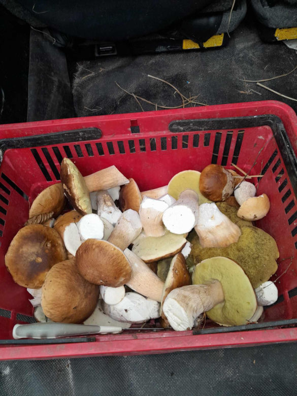 Prawdziwy wysyp grzybów w woj. lubelskim! Czytelnicy w koszykach mają setki borowików!