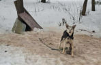 Psy na łańcuchach bez wody i jedzenia. Małżeństwo odpowie za znęcanie się nad 16 psami