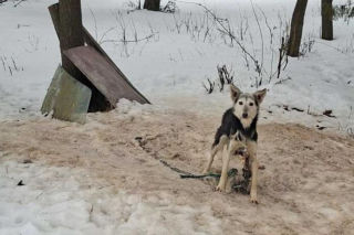 Psy na łańcuchach bez wody i jedzenia. Małżeństwo odpowie za znęcanie się nad 16 psami