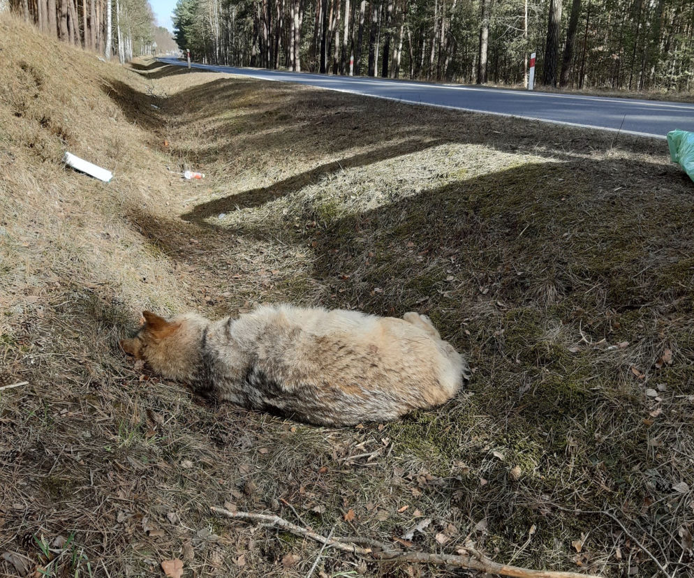 Martwy wilk znaleziony w powiecie grodziskim 