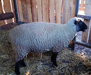 Żywa szopka w Żydowcach