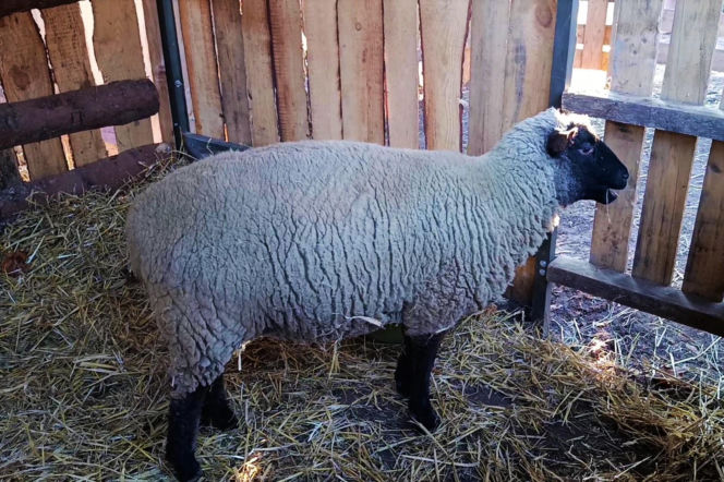 Żywa szopka w Żydowcach