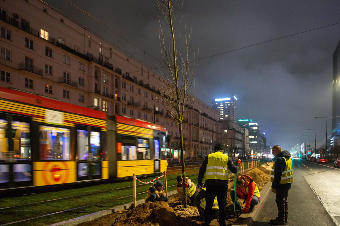 Nowe drzewa na ul. Marszałkowskiej w Warszawie