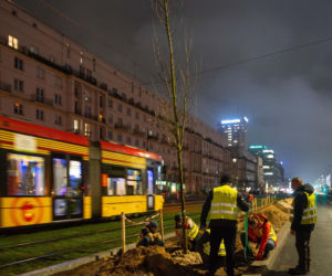 Nowe drzewa na ul. Marszałkowskiej w Warszawie