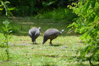 Perliczka zwyczajna (Numida meleagris)
