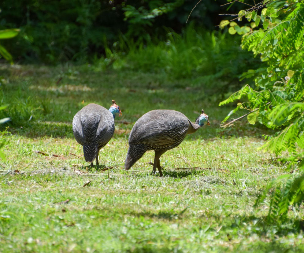 Kleszcze to ich przysmak. Polują na nie cały dzień w twoim ogrodzie. Naukowcy potwierdzili skuteczność tych ptaków