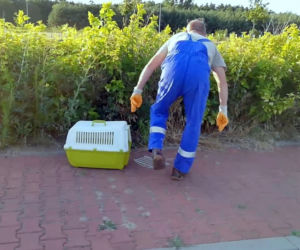 Maluch głośno miauczał i mógł tam ZGINĄĆ. Uratowali go inspektorzy z Gniezna