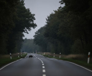 Dzika zwierzyna przy drogach. Mazowiecka Policja apeluje do kierowców o ostrożność
