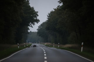Dzika zwierzyna przy drogach. Mazowiecka Policja apeluje do kierowców o ostrożność