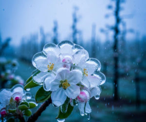 Zraszanie antyprzymrozkowe. Sukces zależy od jednego pomiaru