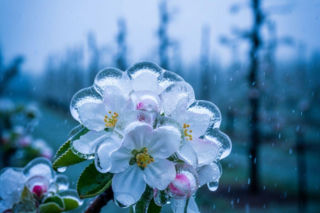 Zraszanie antyprzymrozkowe może ochronić twój sad. Sukces tej metody zależy od jednego pomiaru