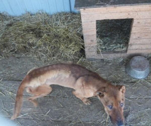 Akcja ratunkowa w likwidowanym schronisku Kocham Psisko w Mąkosach Nowych