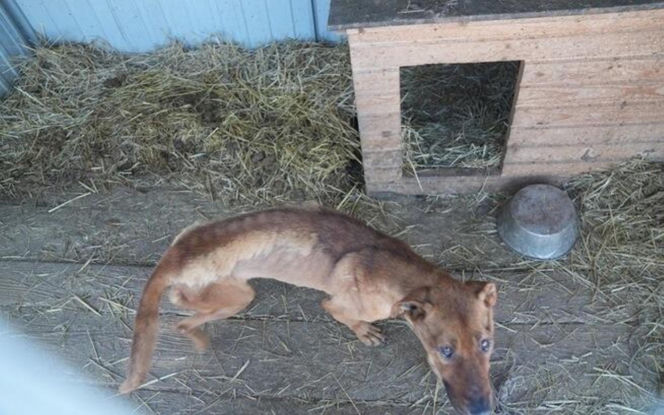 Akcja ratunkowa w likwidowanym schronisku Kocham Psisko w Mąkosach Nowych