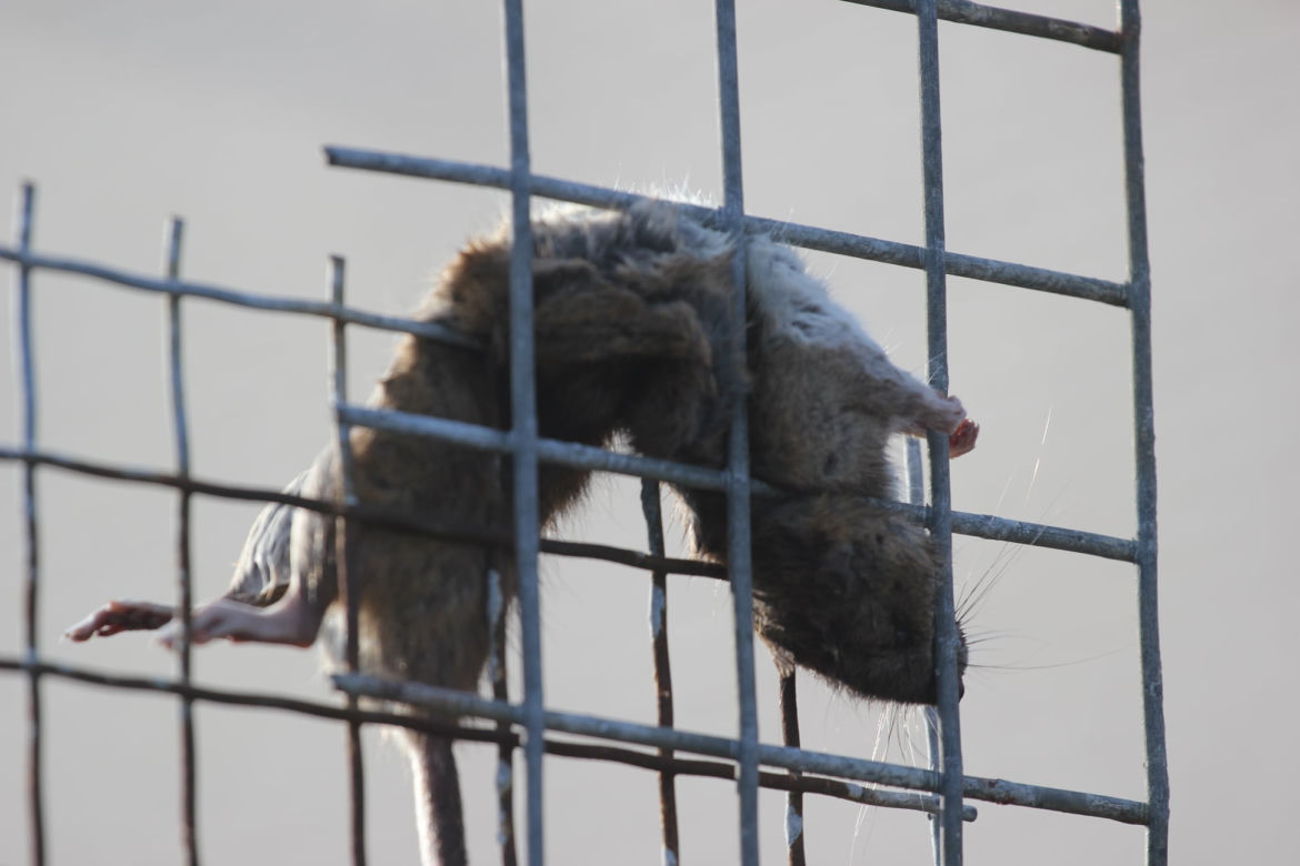 OBRZYDLISTWO szczątki zwierząt wisiały na płotach! Co się wydarzyło na byłej fermie? [DRASTYCZNE ZDJĘCIA]