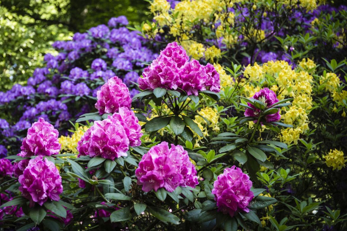 Rododendron