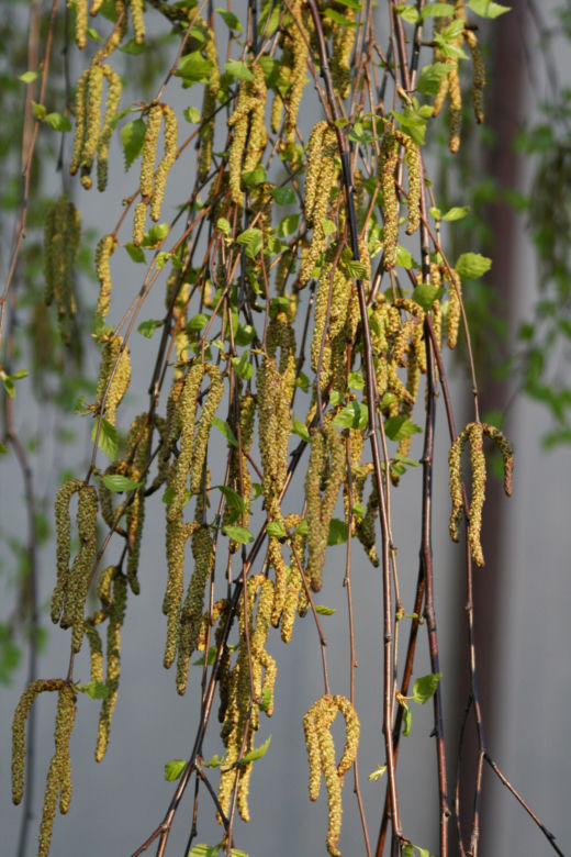 Brzoza brodawkowata 'Tristis'