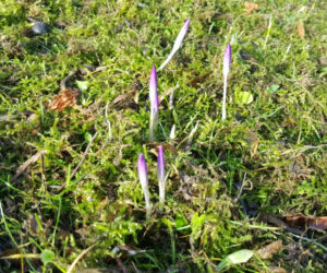 Pogoda oszalała! W Bydgoszczy rosną krokusy i przebiśniegi 