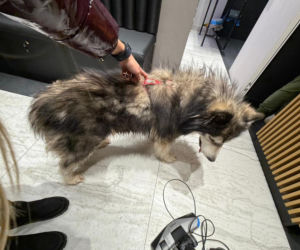 Pies biegał po zaśnieżonej i oblodzonej S7. Zareagowała policjantka