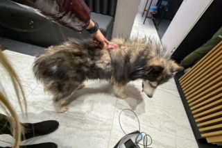 Pies biegał po zaśnieżonej i oblodzonej S7. Zareagowała policjantka