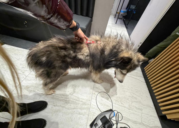 Pies biegał po zaśnieżonej i oblodzonej S7. Zareagowała policjantka