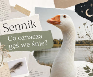 Gęś we śnie – co oznacza i jak to interpretować?