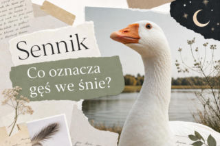 Gęś we śnie – co oznacza i jak to interpretować?