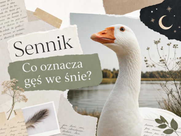 Gęś we śnie – co oznacza i jak to interpretować?