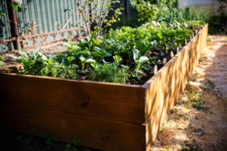 Jeden prosty trik odmieni twój warzywnik. Chodzi o grządki podwyższone