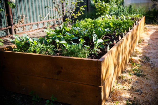 Warzywnik na podwyższonej grządce