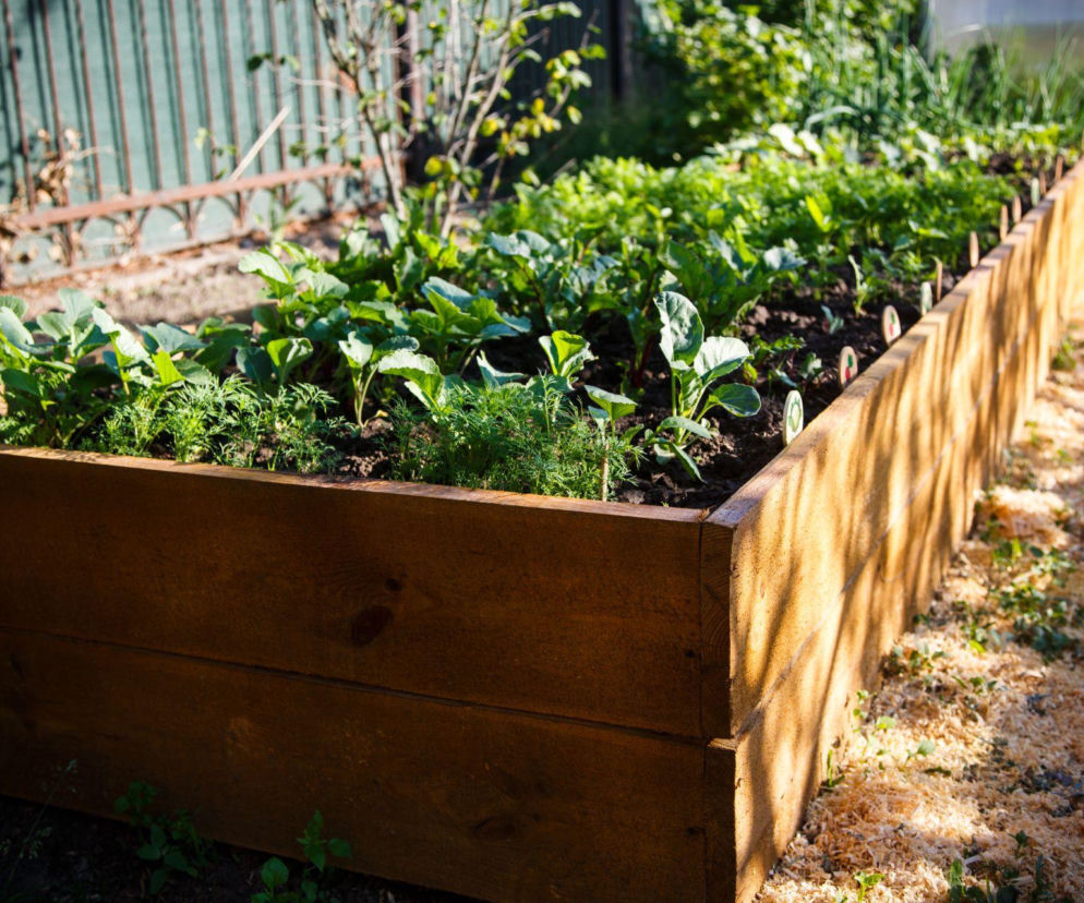 Jak założyć podwyższone grządki warzywne? Sprawdź!