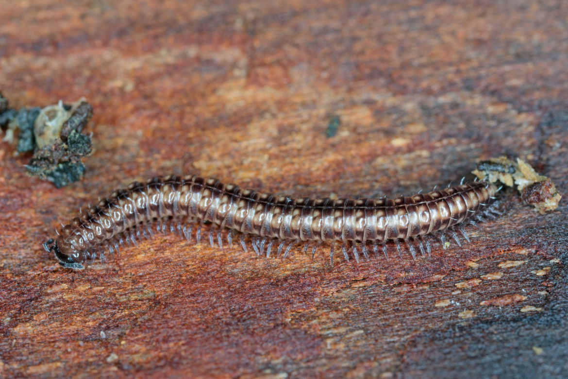 Krocionóg piaskowy (Ommatoiulus sabulosus) 