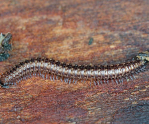 Krocionóg piaskowy (Ommatoiulus sabulosus) 