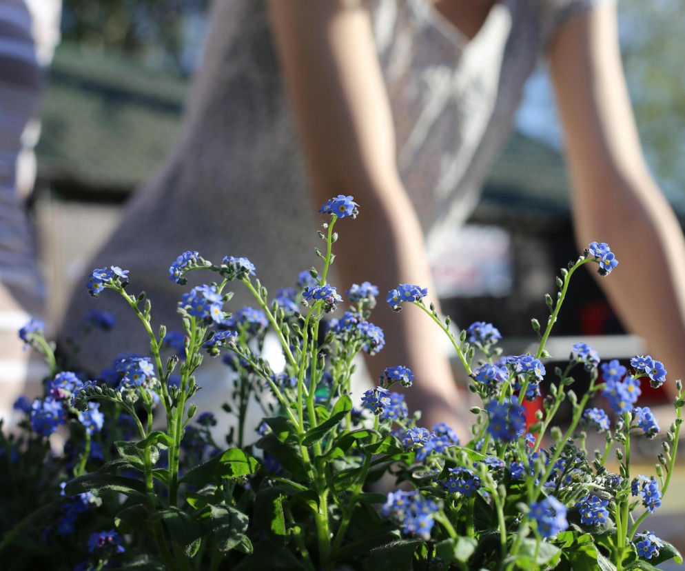 Pogoda na weekend w Gorzowie Wielkopolskim 17-19 kwietnia. Niedziela przyniesie ochłodzenie i deszcz
