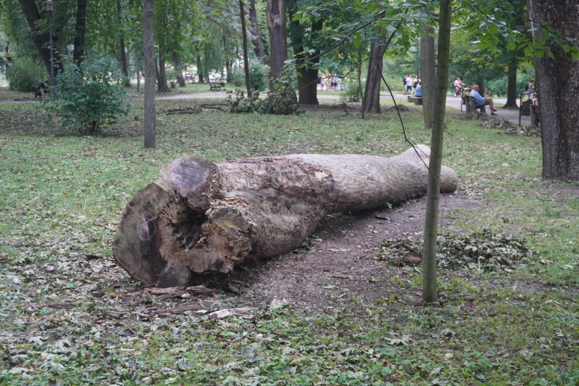 Połamane drzewa w Parku Miejskim w Kielcach po nawałnicy
