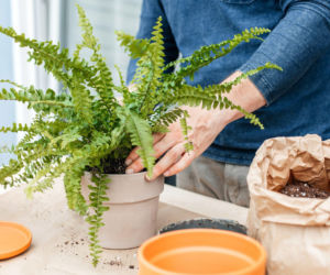 Przesadzanie paprotki nefrolepis