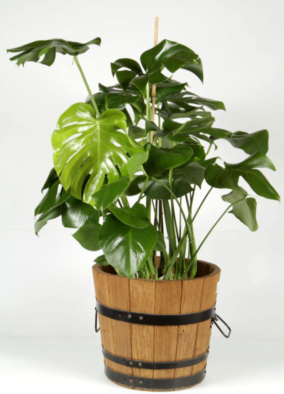 Monstera dziurawa
