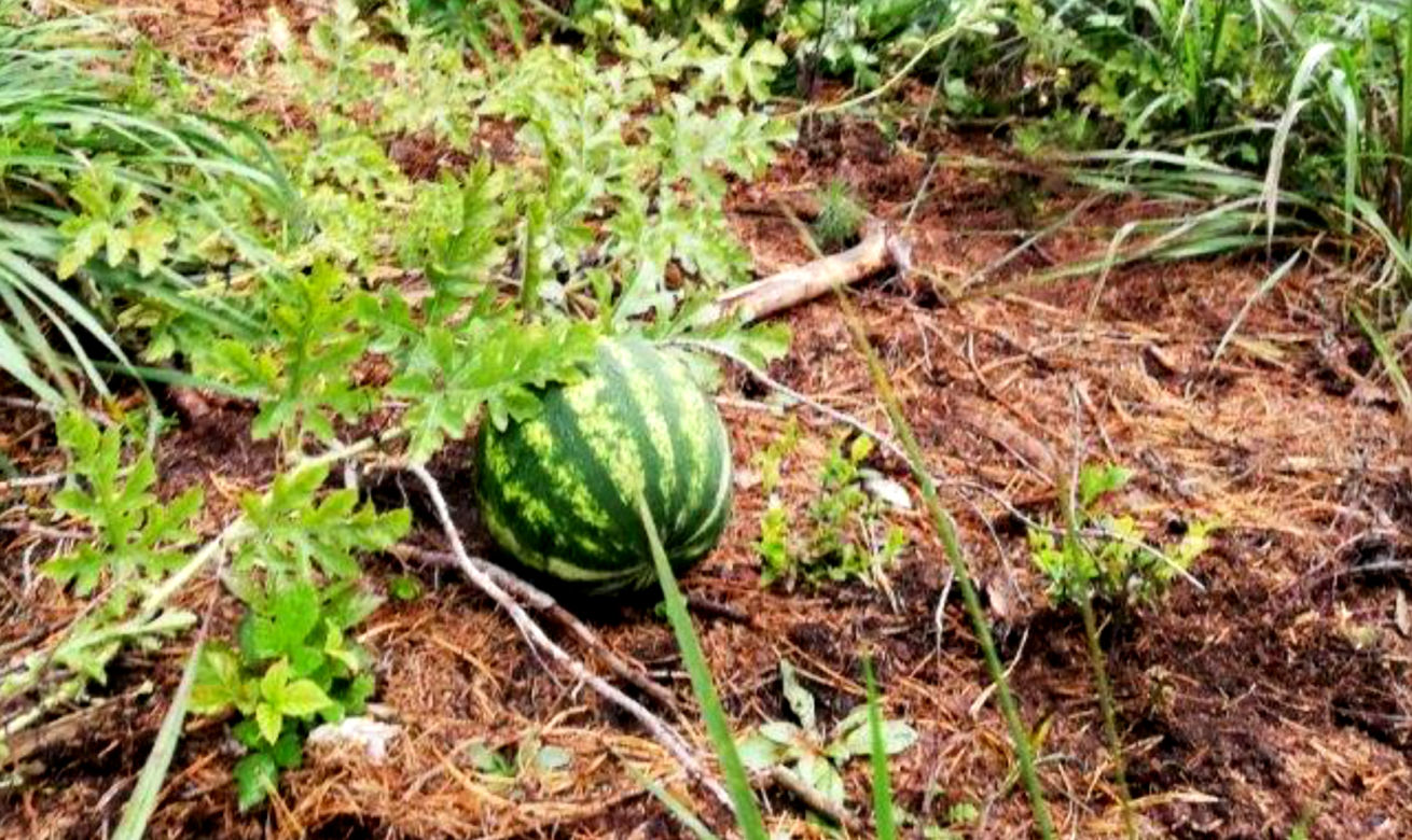 Arbuz w Puszczy Augustowskiej